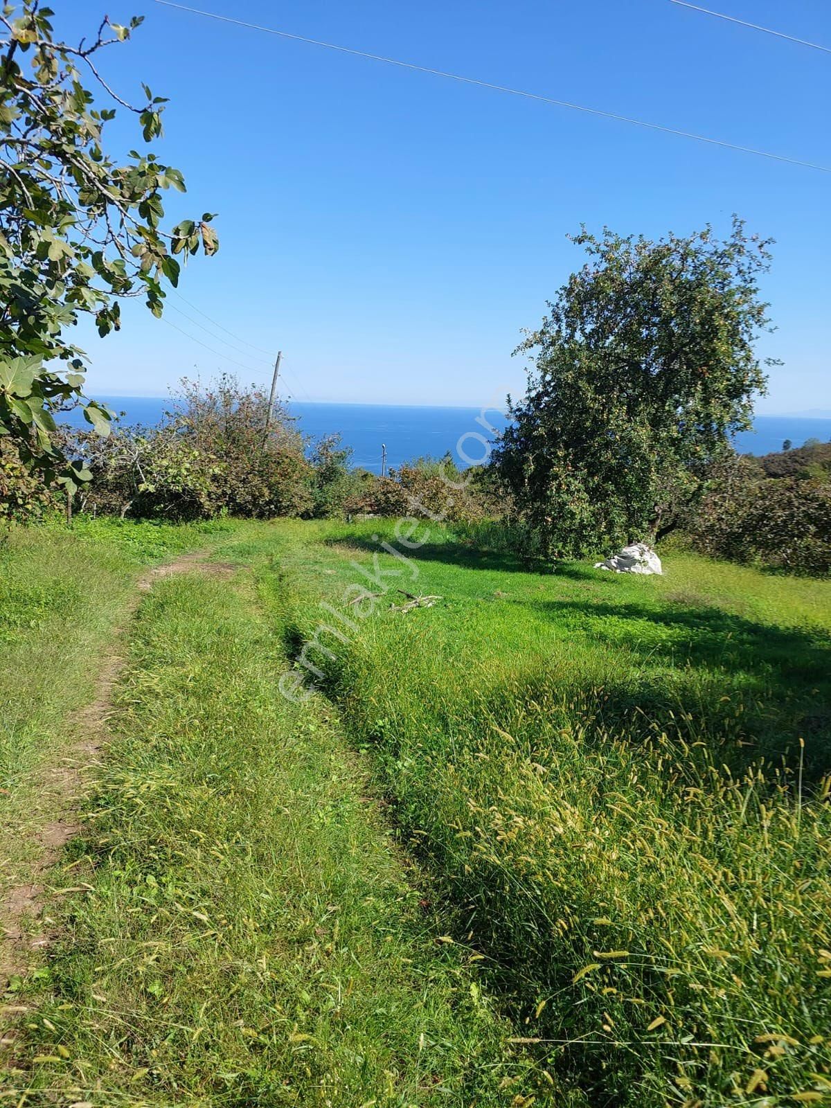 Gülyalı Ayrılık Satılık Tarla Gülyalıda 4572m2 Karadeniz Ve Havalimanı Manzaralı Kat Karşılığı Arsa