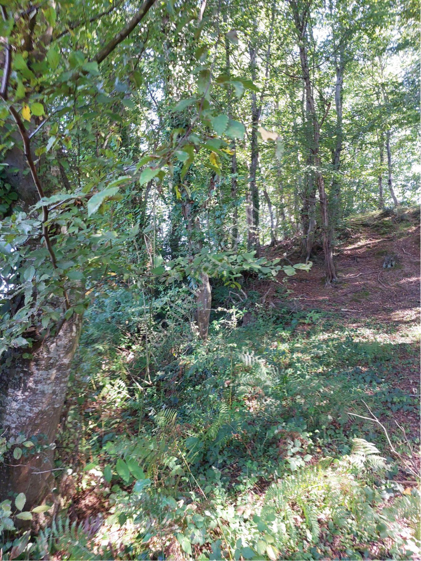 Gülyalıda 4572m2 Karadeniz Ve Havalimanı Manzaralı İmarlı Arsa - Görsel 13