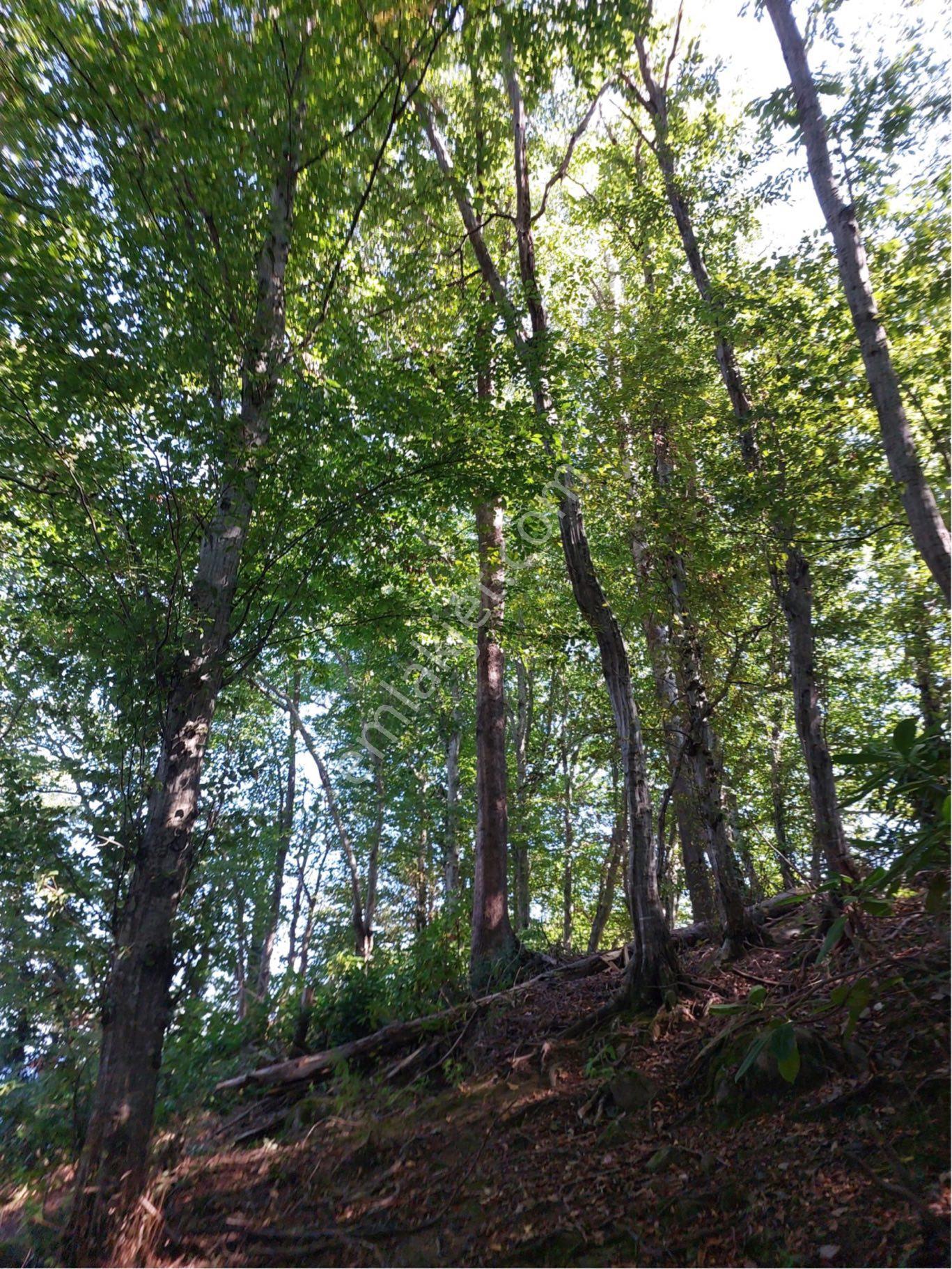 Gülyalıda 4572m2 Karadeniz Ve Havalimanı Manzaralı İmarlı Arsa - Görsel 9