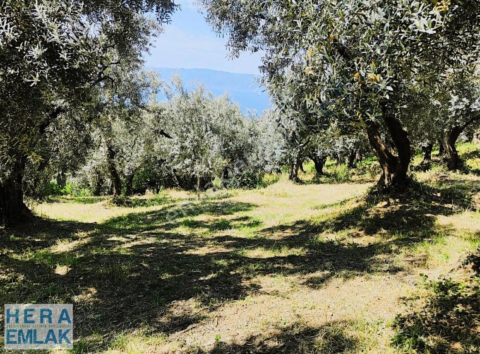 İznik Müşküle Satılık Ticari İmarlı Konut İmarlı Arsa Manzaralı, Asfalt Cephe Köşe Parsel