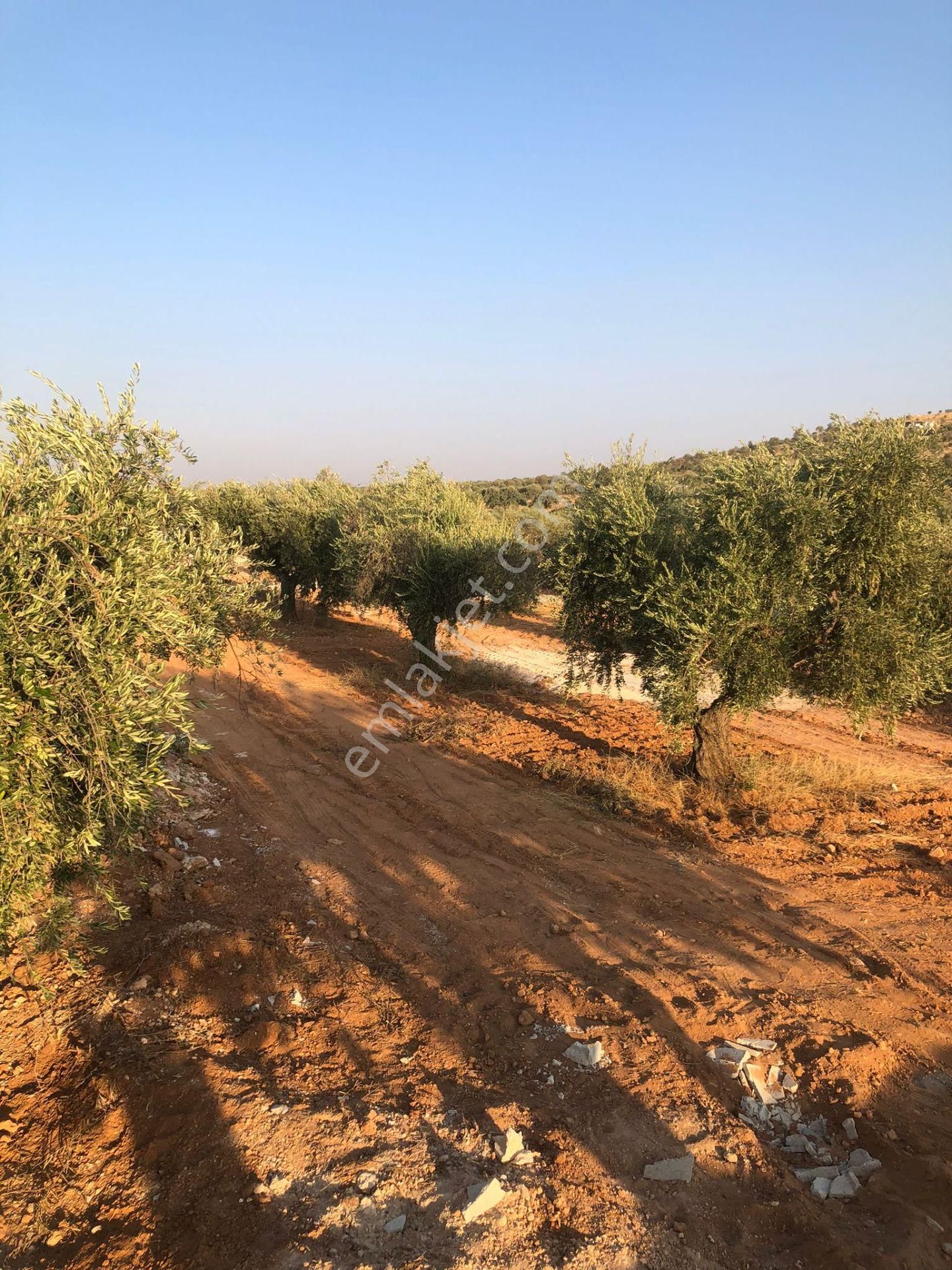 Şahinbey Şenyurt Satılık Muhtelif Arsa Çınar Gayrimenkuldan Satlık Arsa 60 Metre Resim Temsilidir