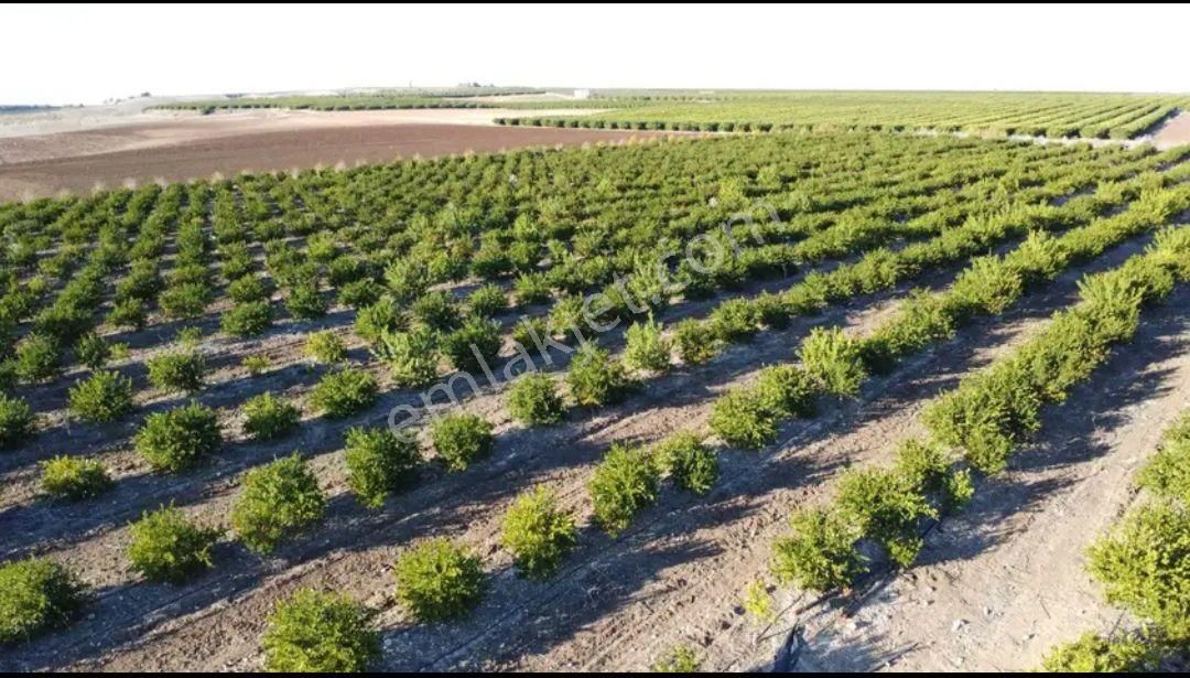 Sarıçam Küçükbaklalı Satılık Bağ & Bahçe Baklalıda 43 Dönüm W Murcot Ve Mayer Limon Bahçesi