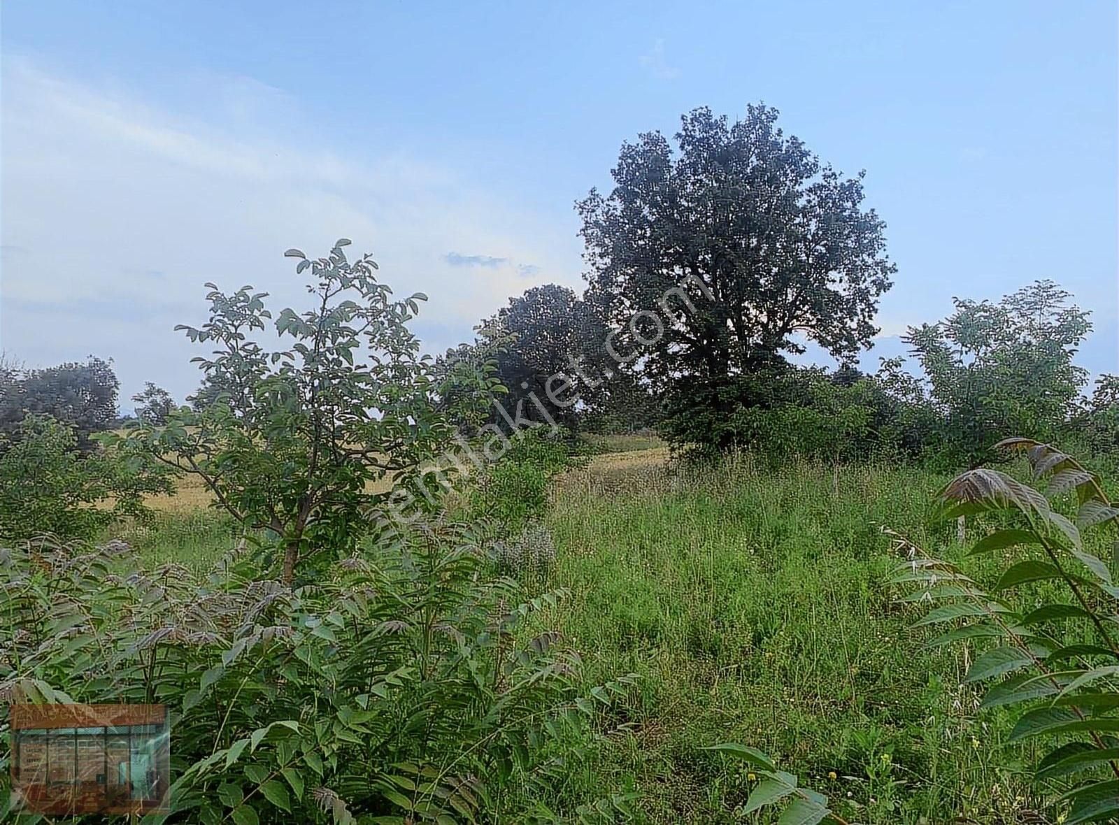 Aktaş Tan Satılık Ceviz Bahçesi 1500 M2 - Görsel 31