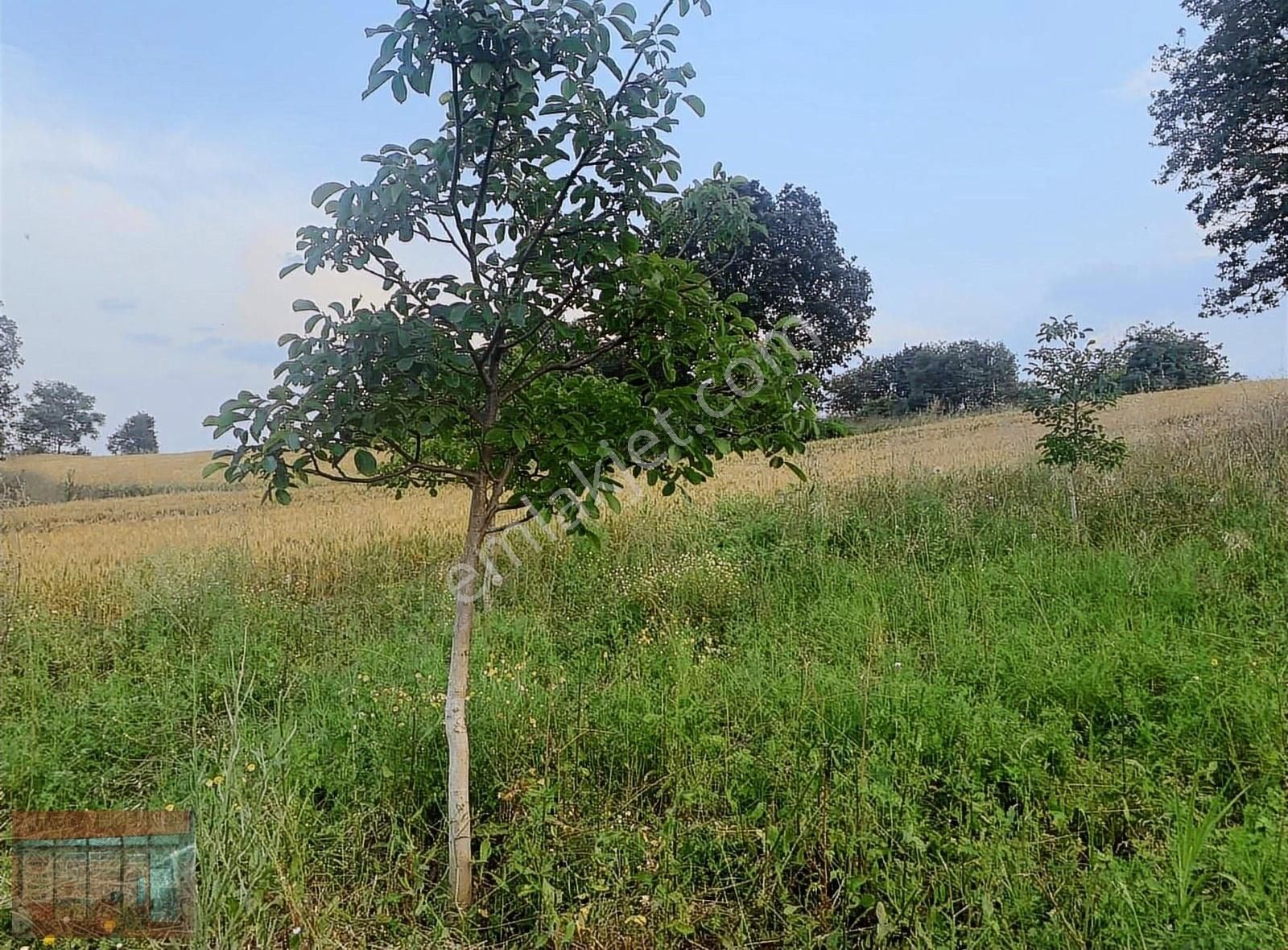 Aktaş Tan Satılık Ceviz Bahçesi 1500 M2 - Görsel 27