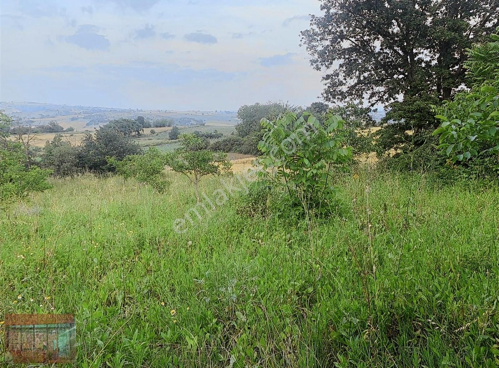 Aktaş Tan Satılık Ceviz Bahçesi 1500 M2 - Görsel 5