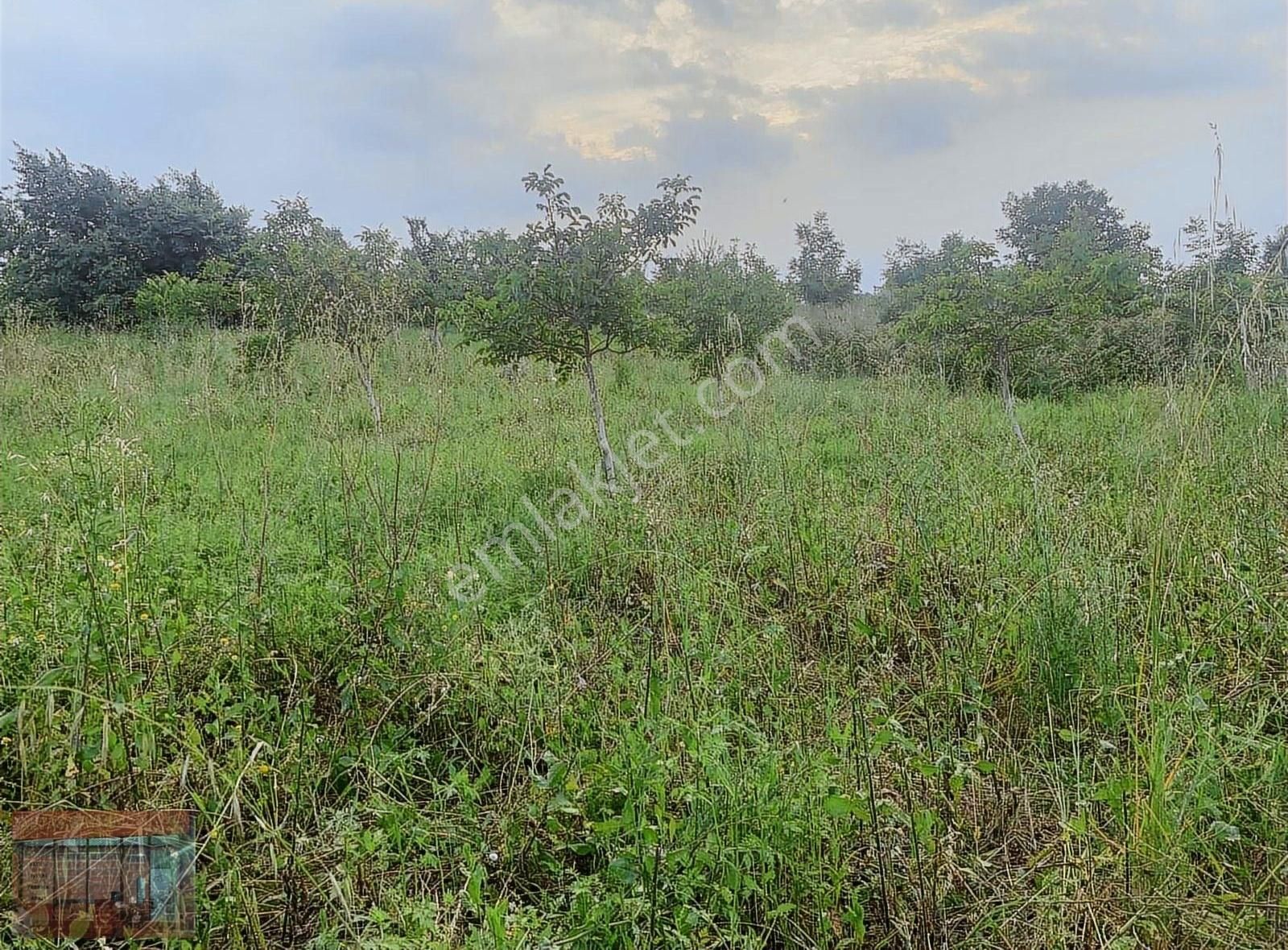 Aktaş Tan Satılık Ceviz Bahçesi 1500 M2 - Görsel 13