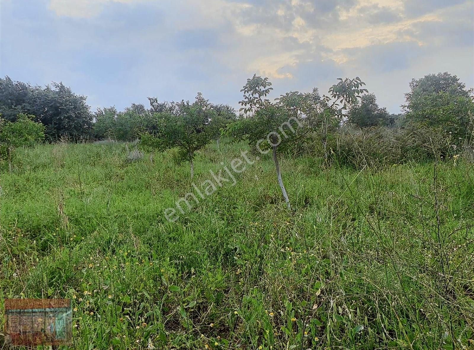 Aktaş Tan Satılık Ceviz Bahçesi 1500 M2 - Görsel 12
