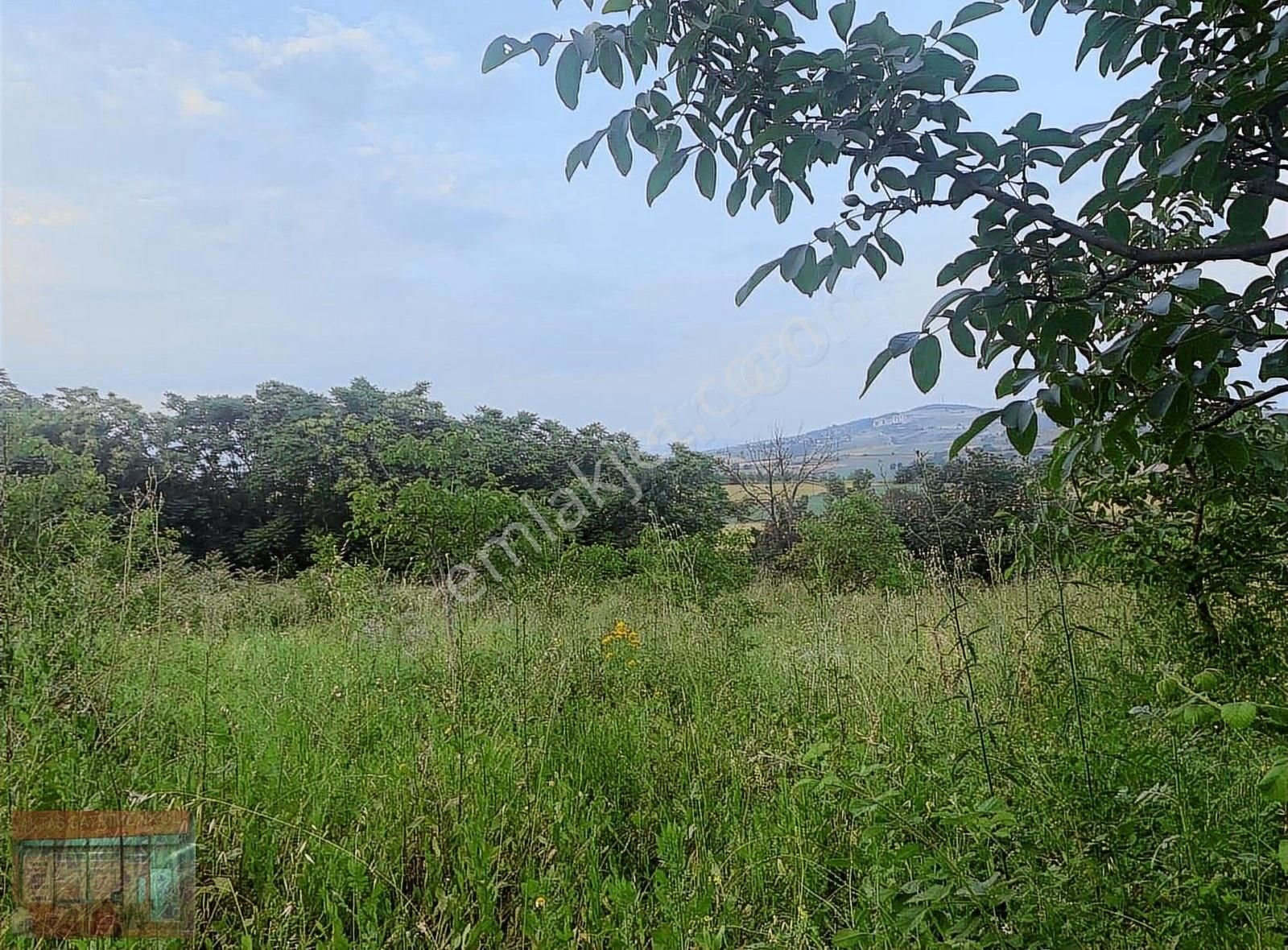 Aktaş Tan Satılık Ceviz Bahçesi 1500 M2 - Görsel 25