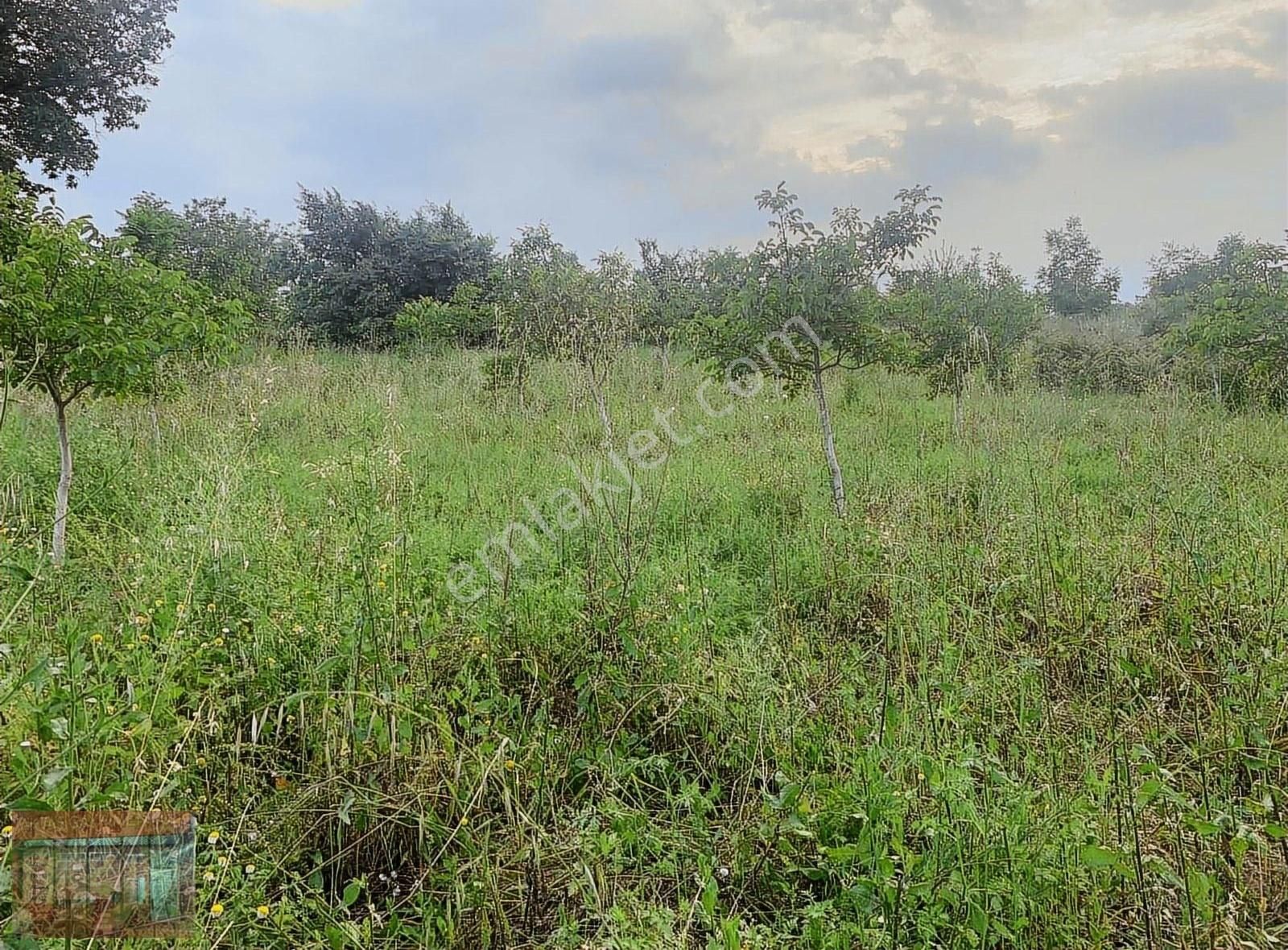 Aktaş Tan Satılık Ceviz Bahçesi 1500 M2 - Görsel 7