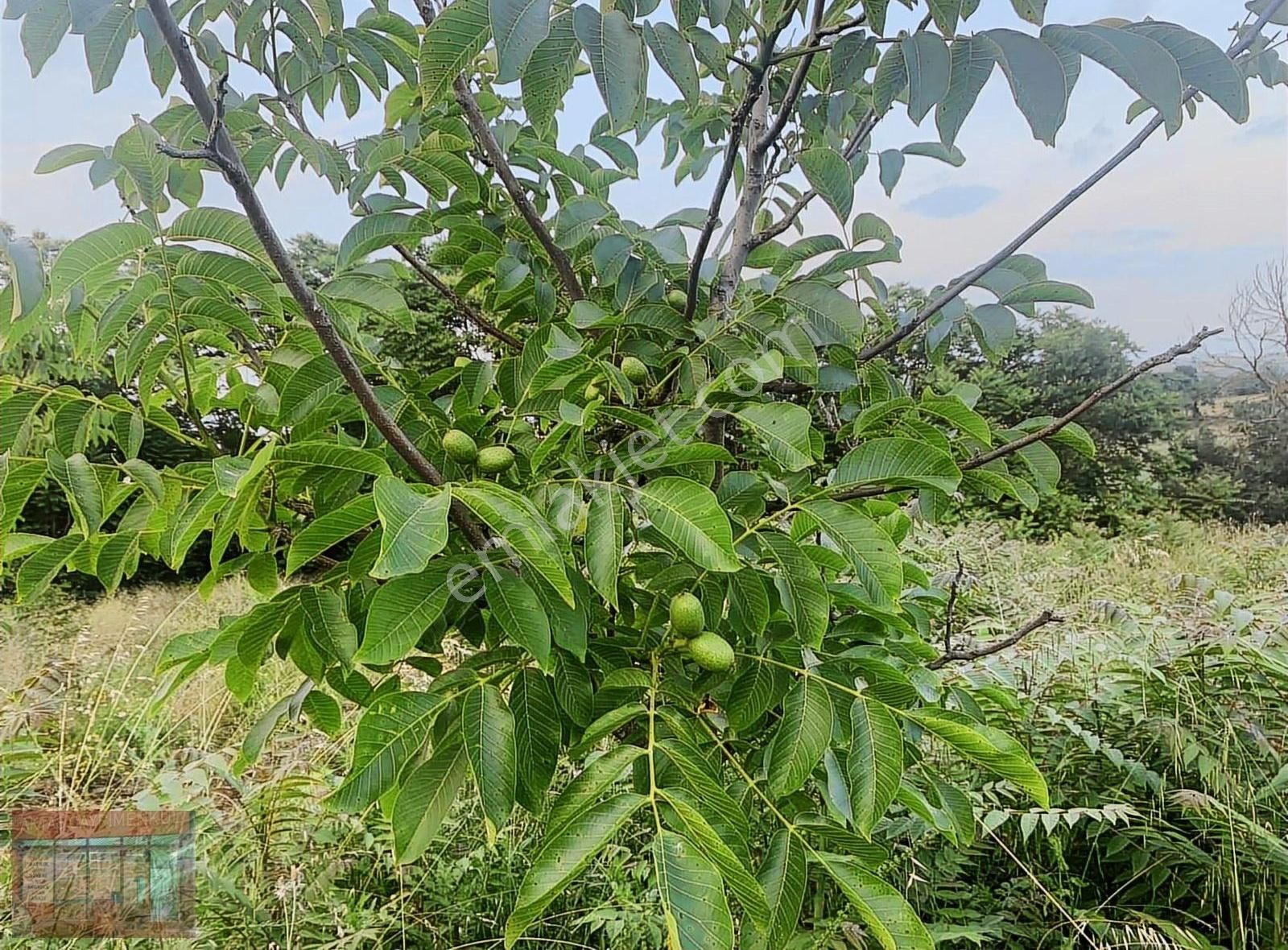 Aktaş Tan Satılık Ceviz Bahçesi 1500 M2 - Görsel 15