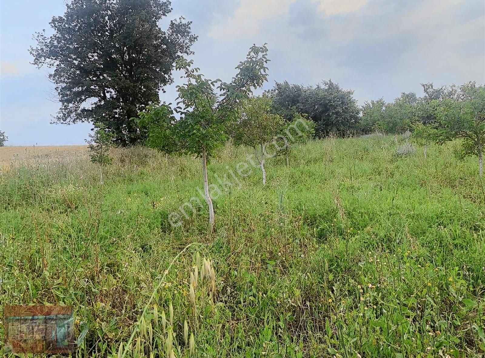 Aktaş Tan Satılık Ceviz Bahçesi 1500 M2 - Görsel 30