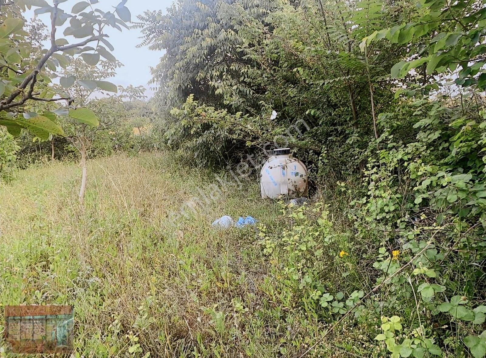 Aktaş Tan Satılık Ceviz Bahçesi 1500 M2 - Görsel 3