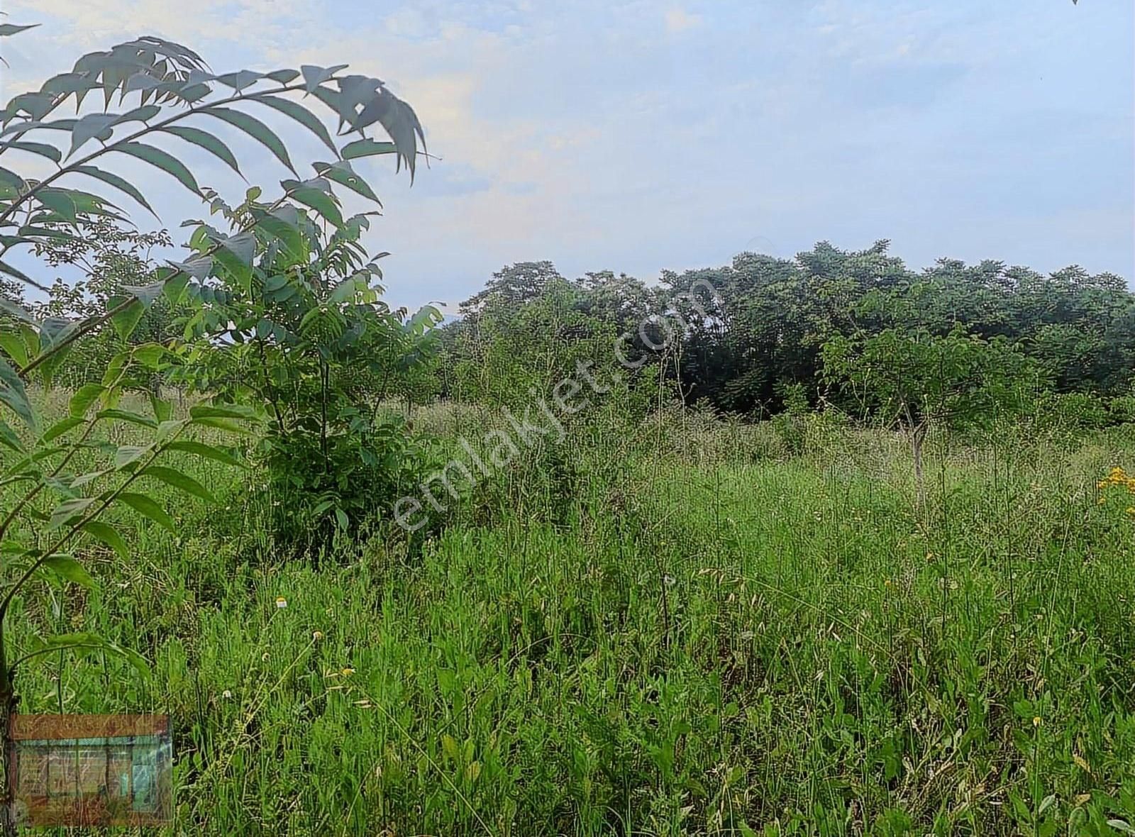 Aktaş Tan Satılık Ceviz Bahçesi 1500 M2 - Görsel 9