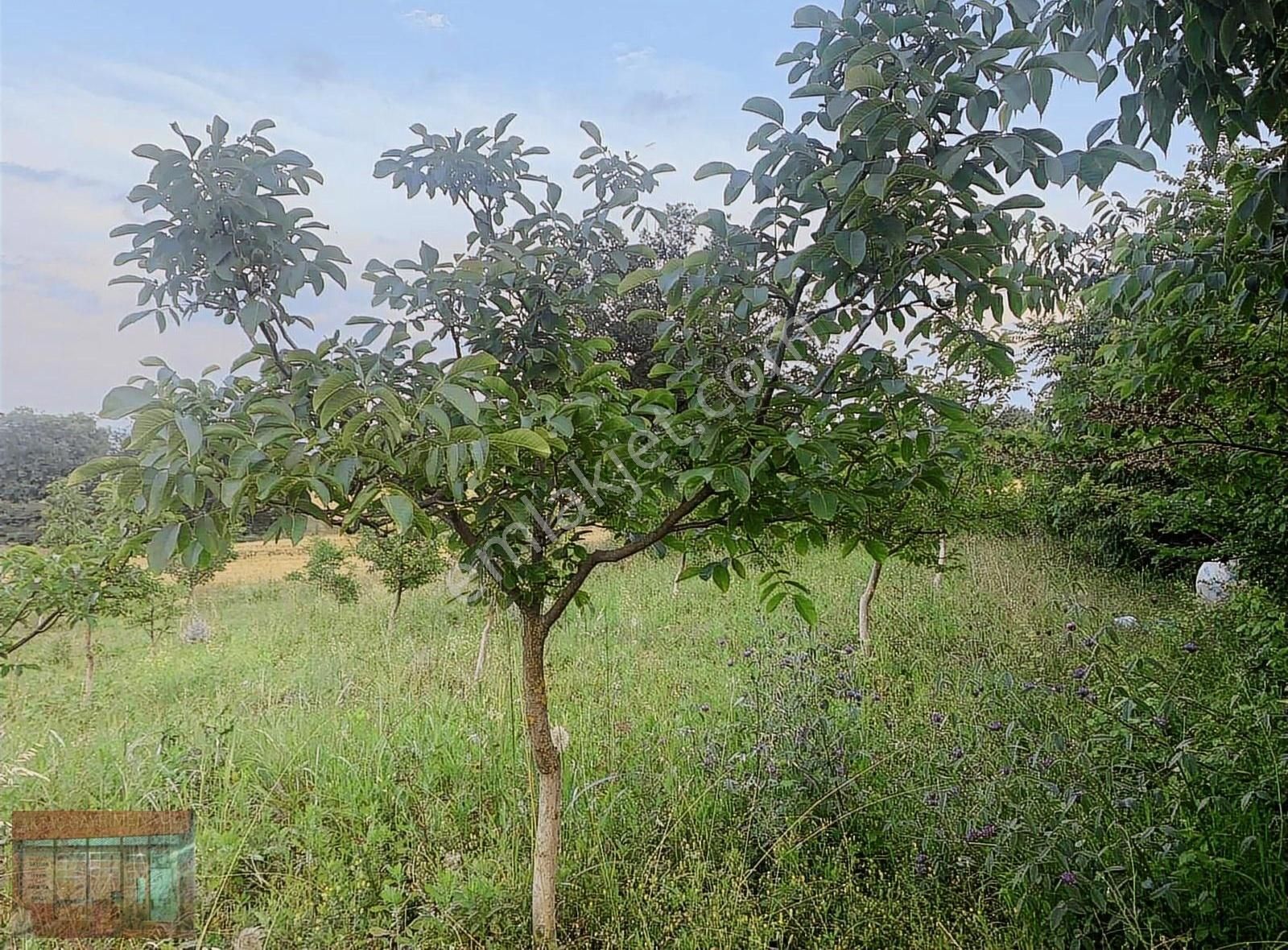 Aktaş Tan Satılık Ceviz Bahçesi 1500 M2 - Görsel 2