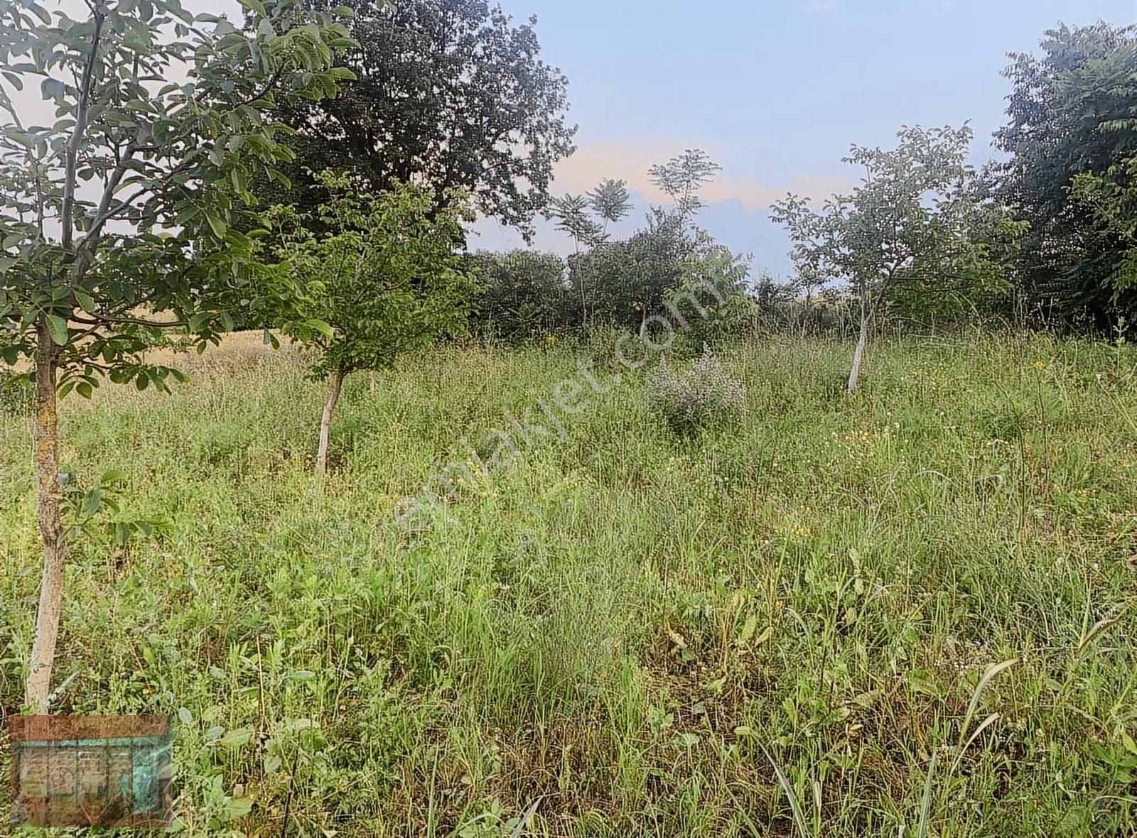 Aktaş Tan Satılık Ceviz Bahçesi 1500 M2 - Görsel 22