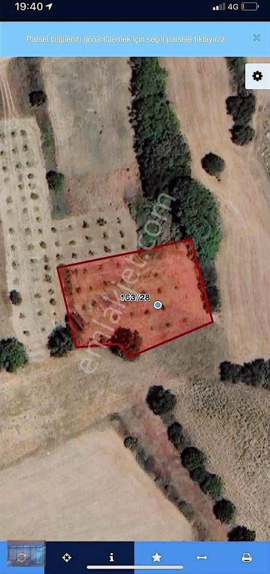 Aktaş Tan Satılık Ceviz Bahçesi 1500 M2 - Görsel 24