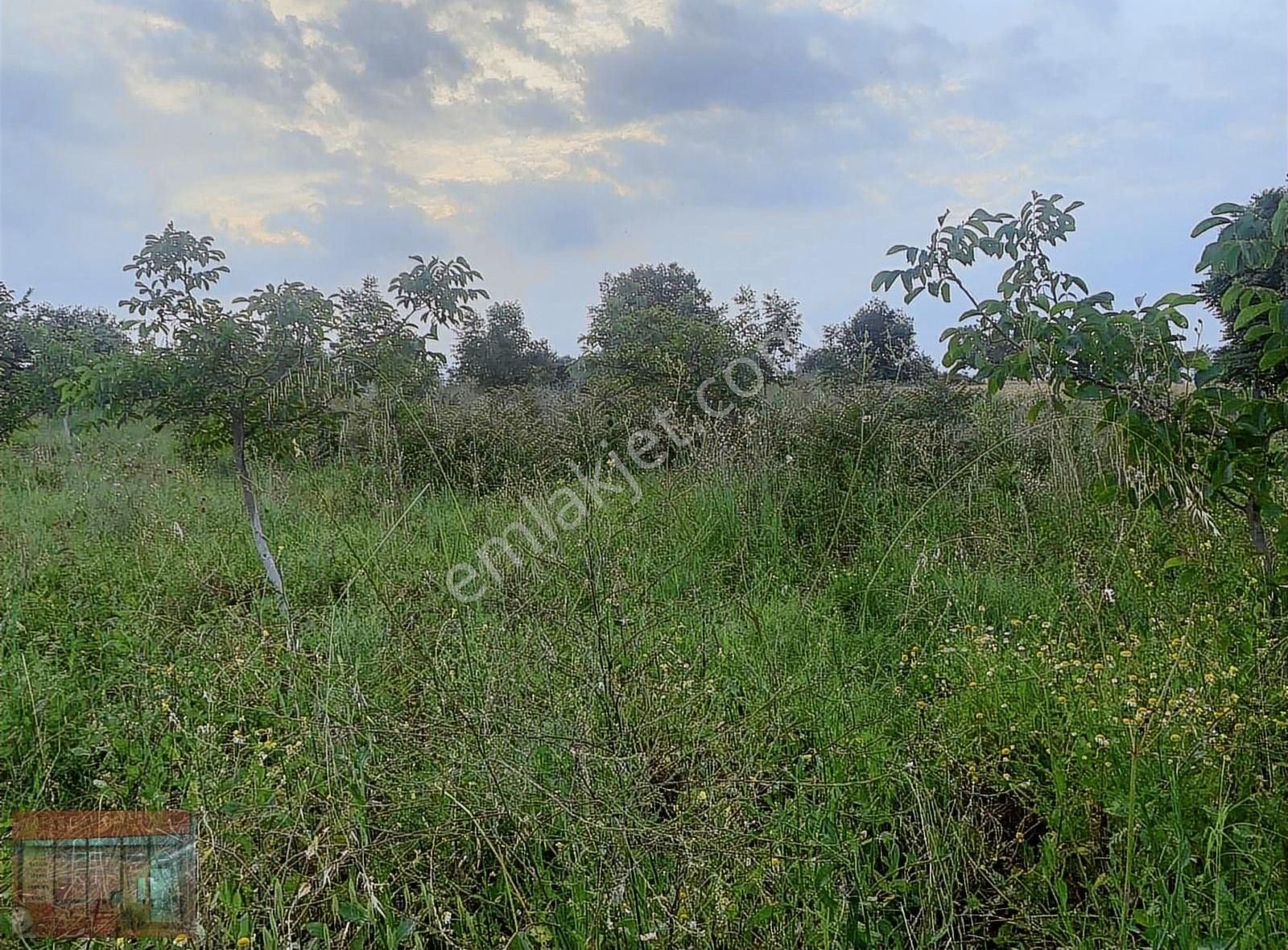 Aktaş Tan Satılık Ceviz Bahçesi 1500 M2 - Görsel 32