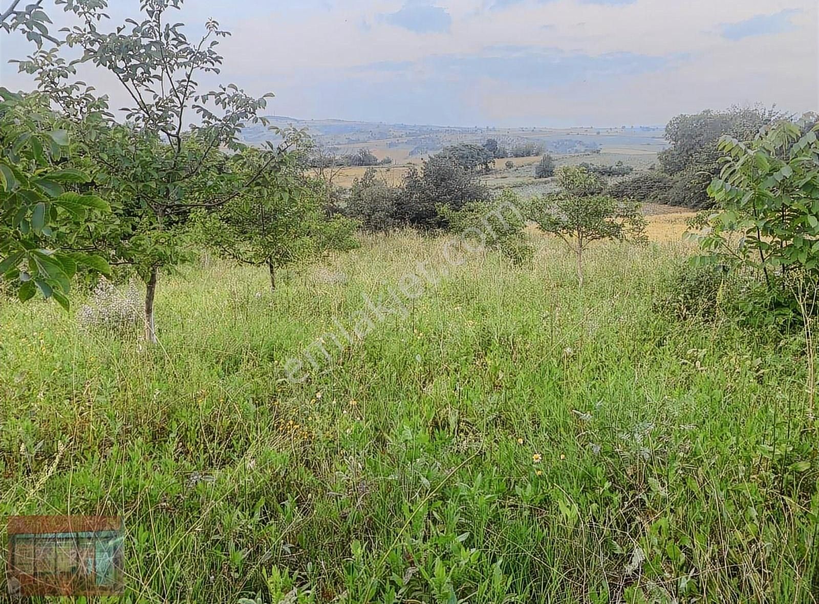 Aktaş Tan Satılık Ceviz Bahçesi 1500 M2 - Görsel 6