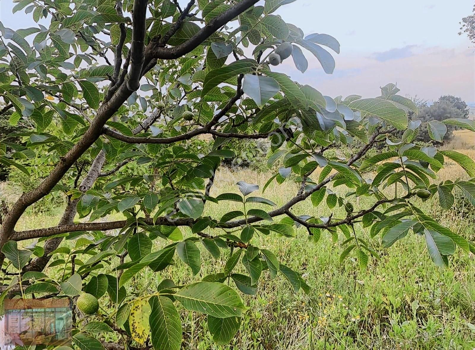 Aktaş Tan Satılık Ceviz Bahçesi 1500 M2 - Görsel 17