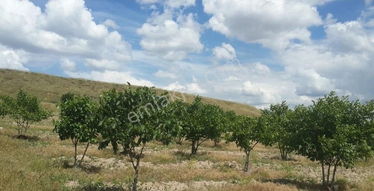 Kahramankazan İymir Satılık Bağ & Bahçe Beyzanur Emlak Dan Satılik