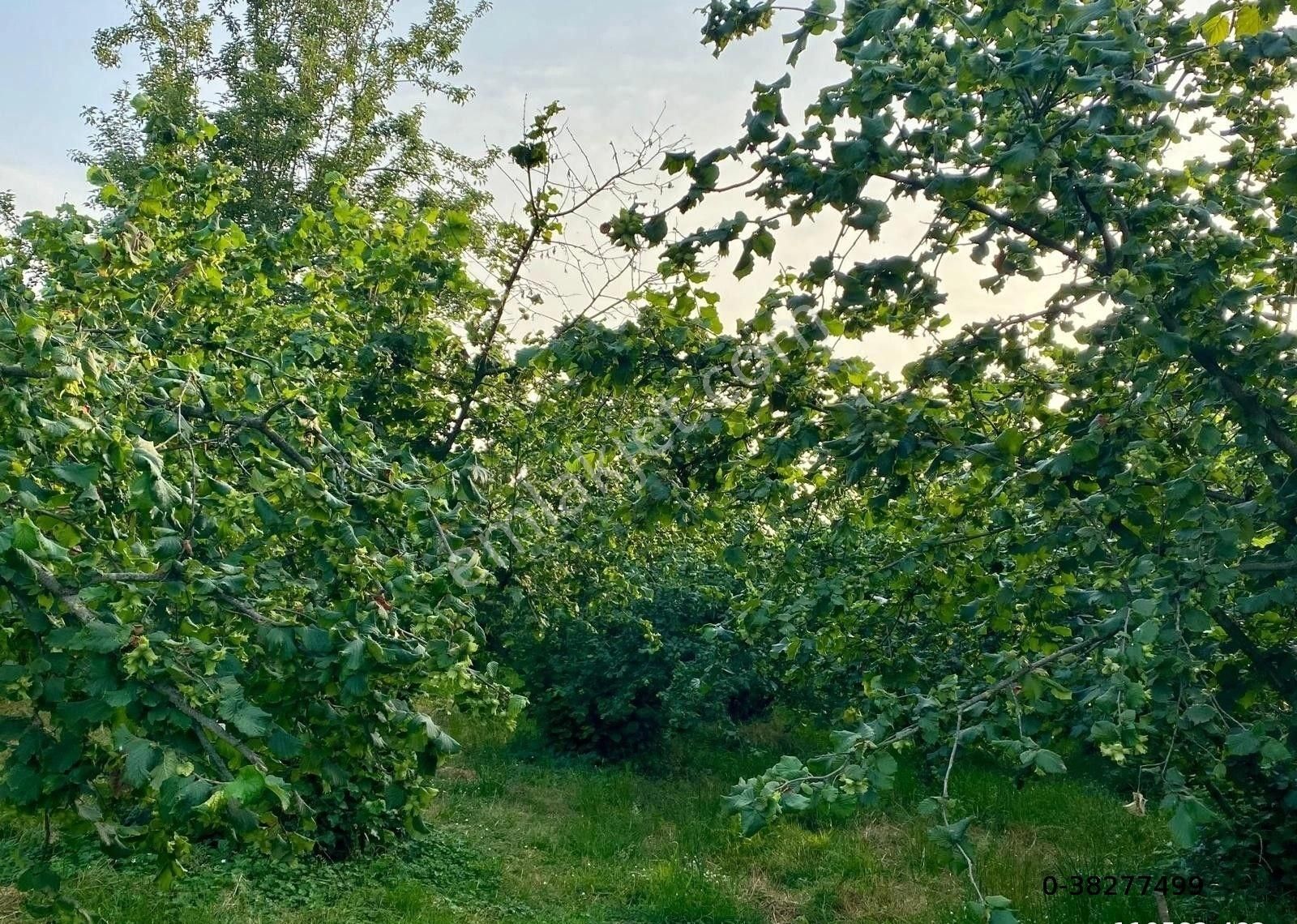 Canbulattan Kirazlıda 5867 M² Arsa İçersinde Satılık Çiftlik - Görsel 2