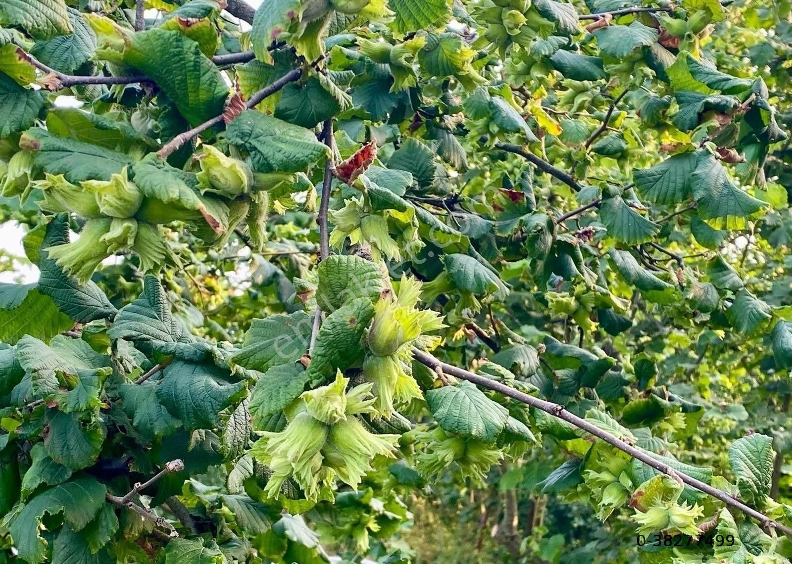 Canbulattan Kirazlıda 5867 M² Arsa İçersinde Satılık Çiftlik - Görsel 10