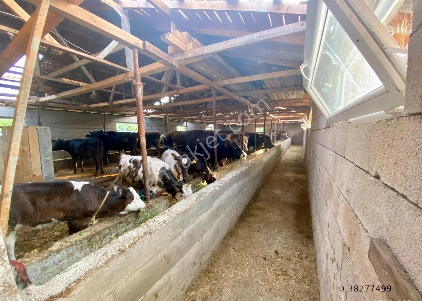 Canbulattan Kirazlıda 5867 M² Arsa İçersinde Satılık Çiftlik - Görsel 14