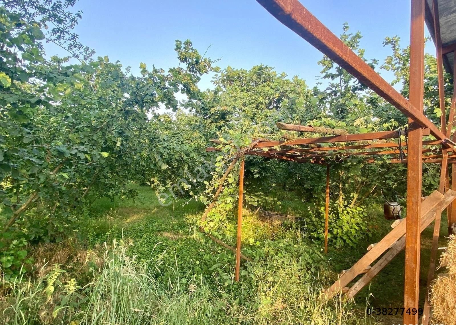 Canbulattan Kirazlıda 5867 M² Arsa İçersinde Satılık Çiftlik - Görsel 8