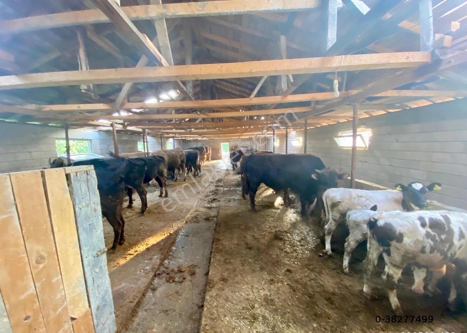 Canbulattan Kirazlıda 5867 M² Arsa İçersinde Satılık Çiftlik - Görsel 9