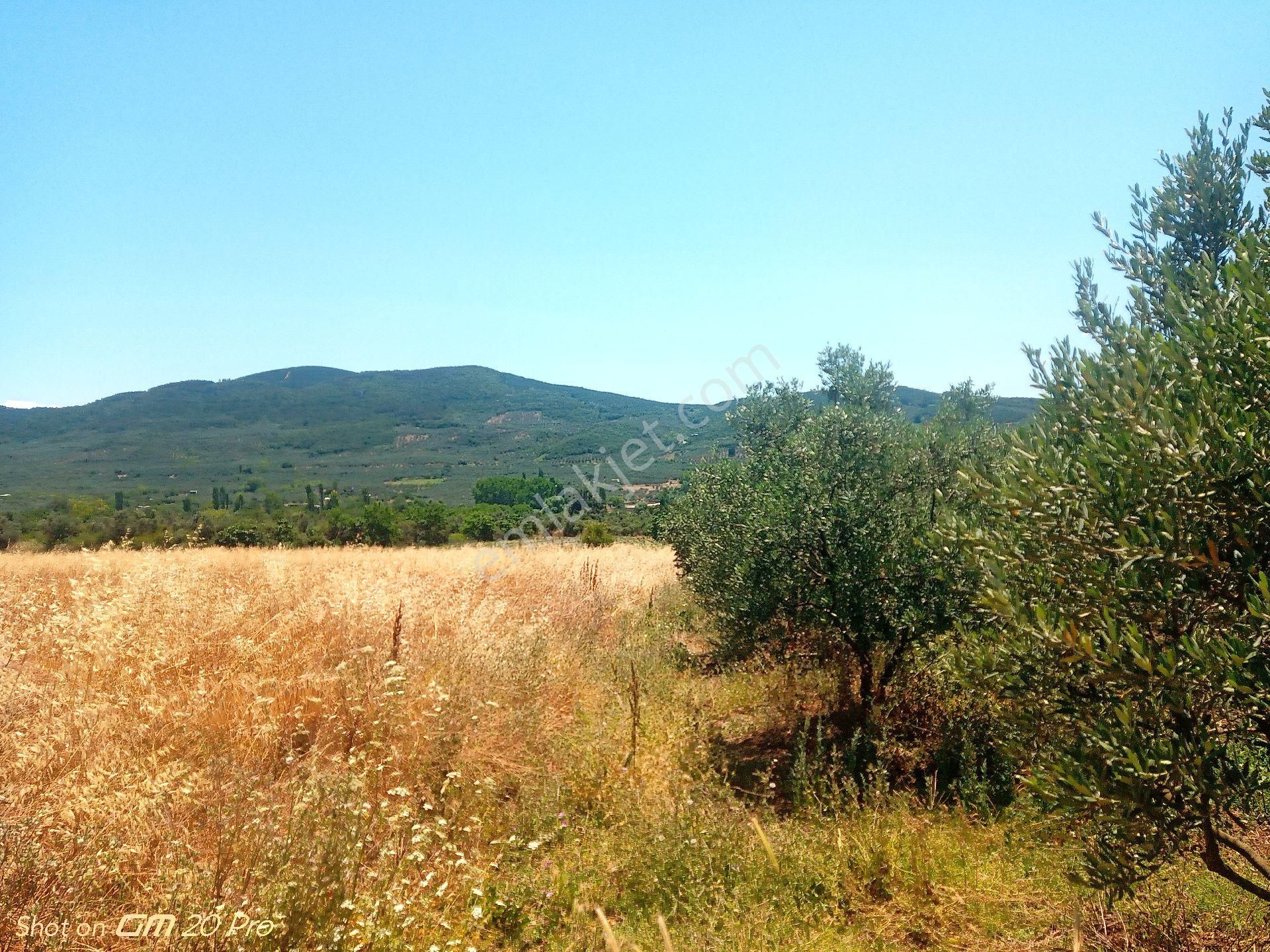 Trilye Halilbey Tarla - Görsel 9