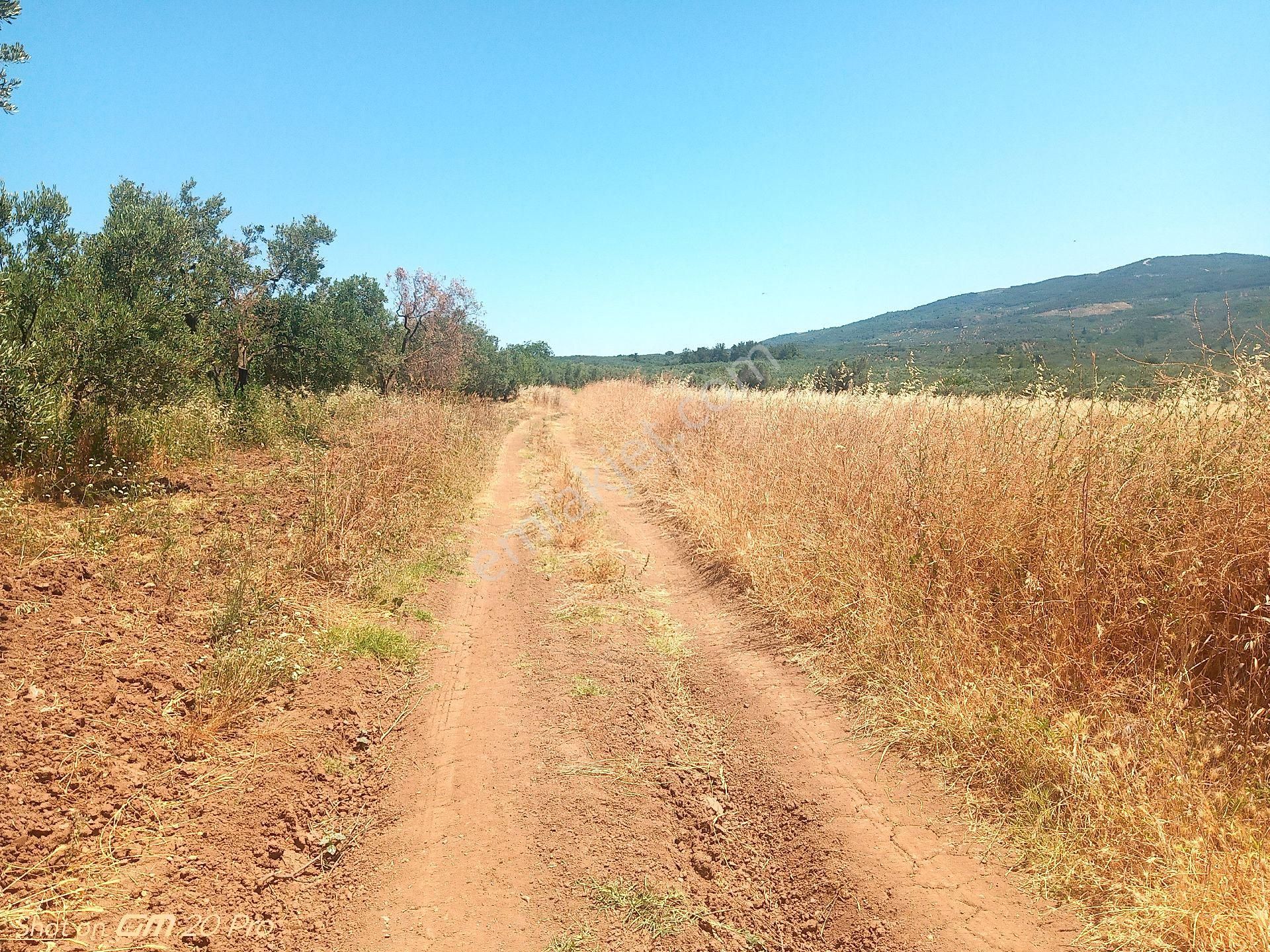 Trilye Halilbey Tarla - Görsel 8