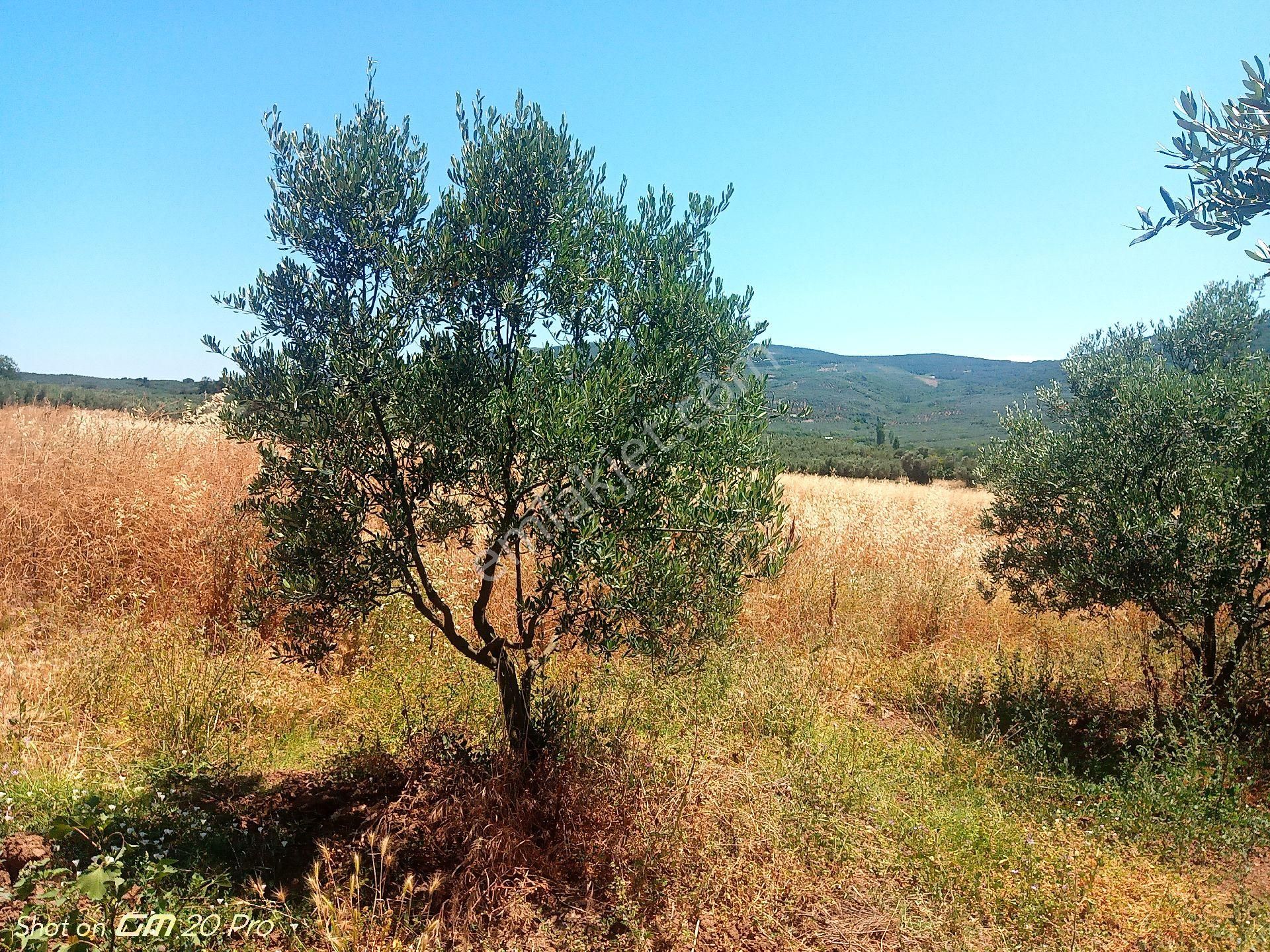 Trilye Halilbey Tarla - Görsel 13