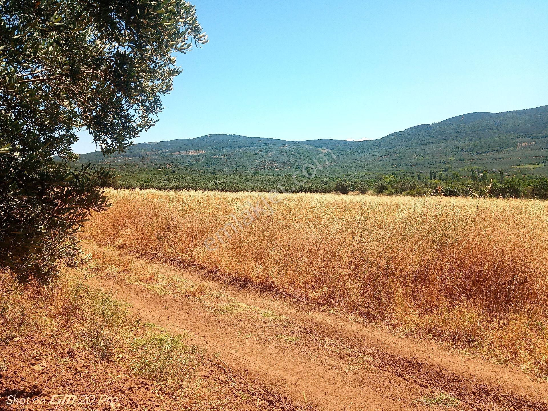Trilye Halilbey Tarla - Görsel 6