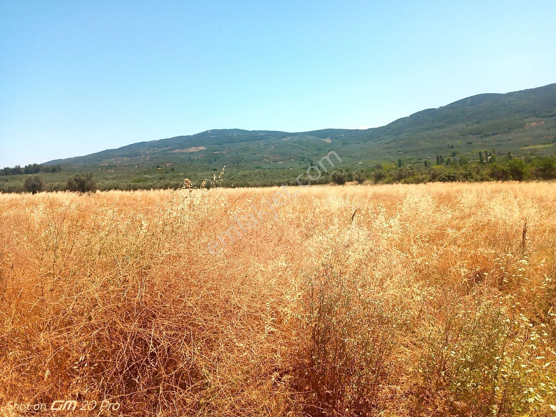 Trilye Halilbey Tarla - Görsel 11