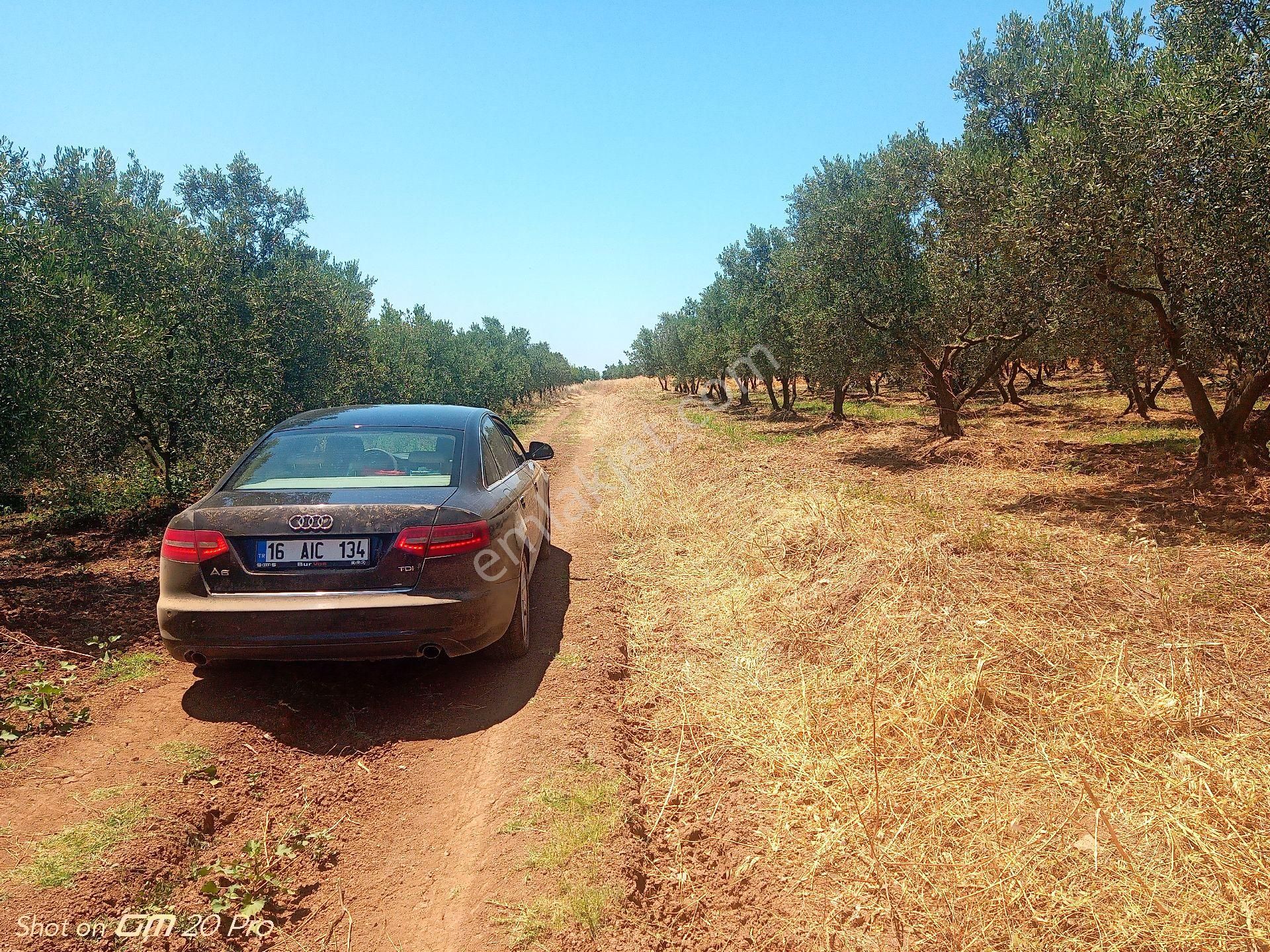 Trilye Halilbey Tarla - Görsel 7