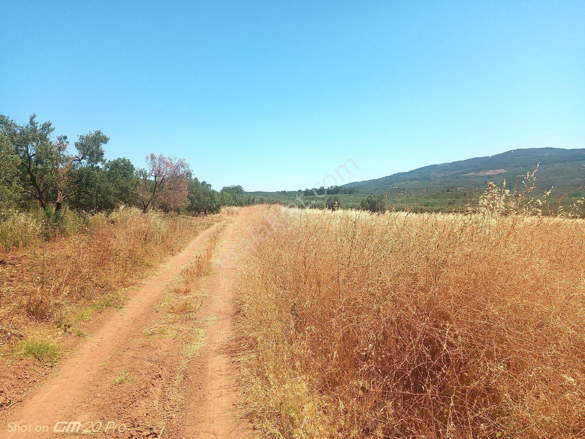 Trilye Halilbey Tarla - Görsel 10