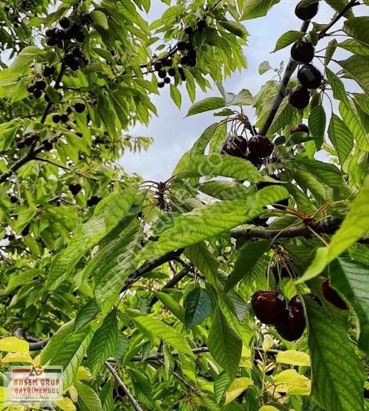 Sultandağı Yıldırım Satılık Bağ & Bahçe Sultandağı Merkezine Yakın 29 Dönüm Satılık Kiraz Bahçesi