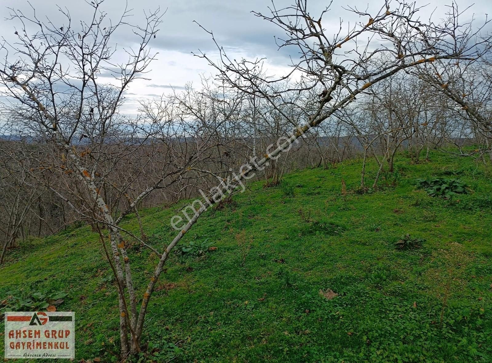 Karasu Paralı Satılık Bağ & Bahçe Karasu Paralı Köyünde İki Yola Cepheli Satılık Fındık Bahçesi