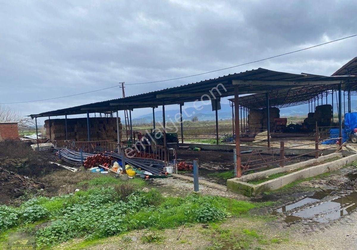 İzmir Tire De Satlık Çiftlik - Görsel 15