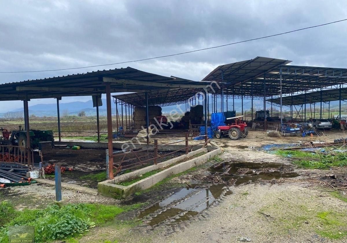 İzmir Tire De Satlık Çiftlik - Görsel 3