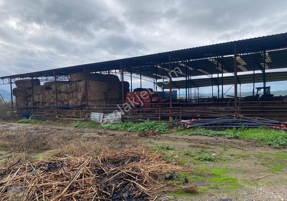 İzmir Tire De Satlık Çiftlik - Görsel 11