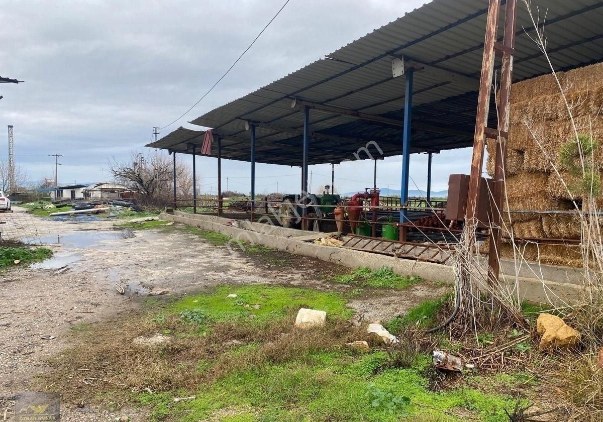 İzmir Tire De Satlık Çiftlik - Görsel 2