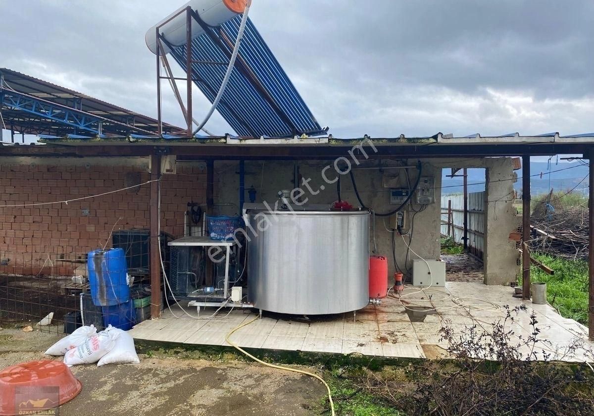 İzmir Tire De Satlık Çiftlik - Görsel 18