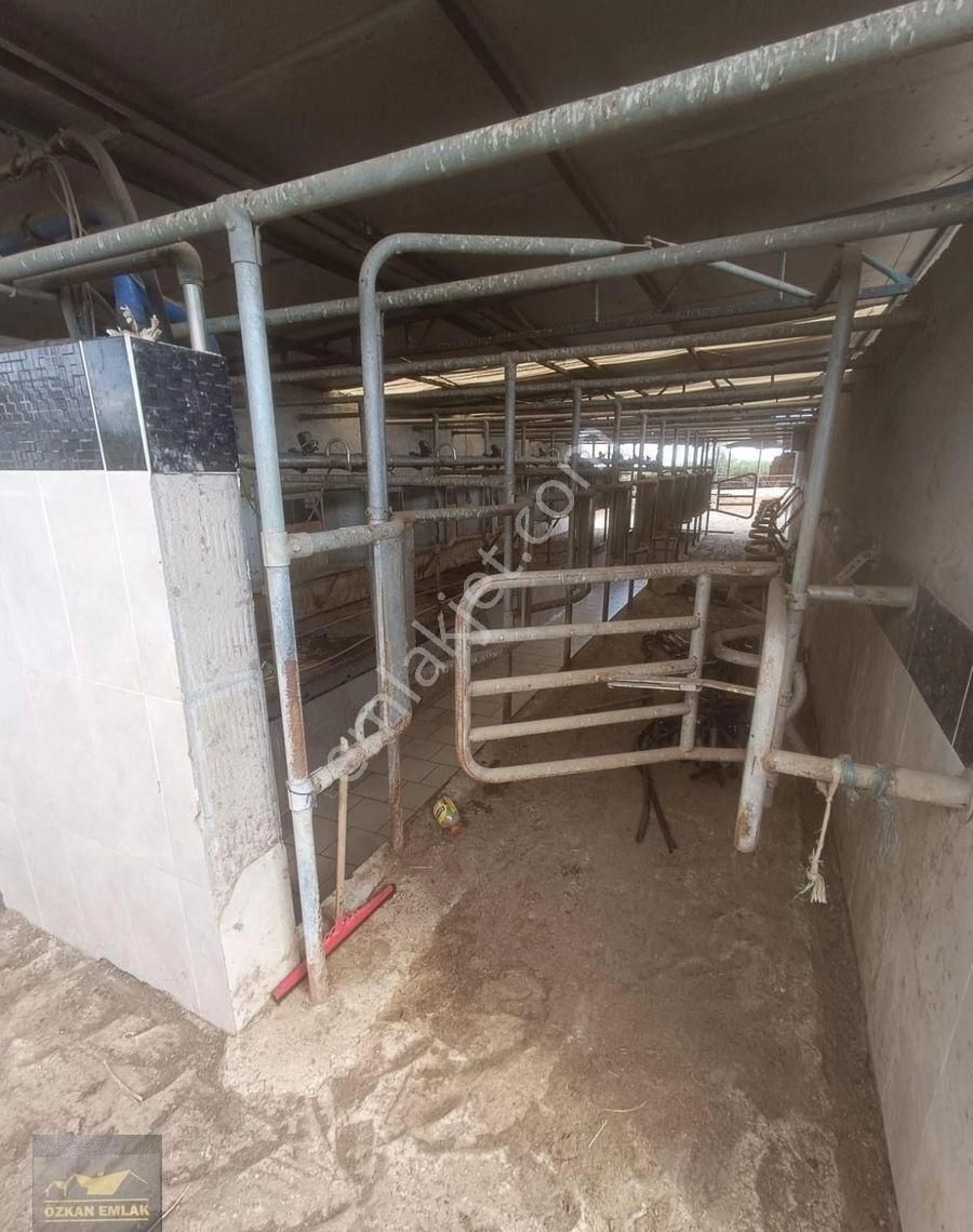 İzmir Tire De Satlık Çiftlik - Görsel 9