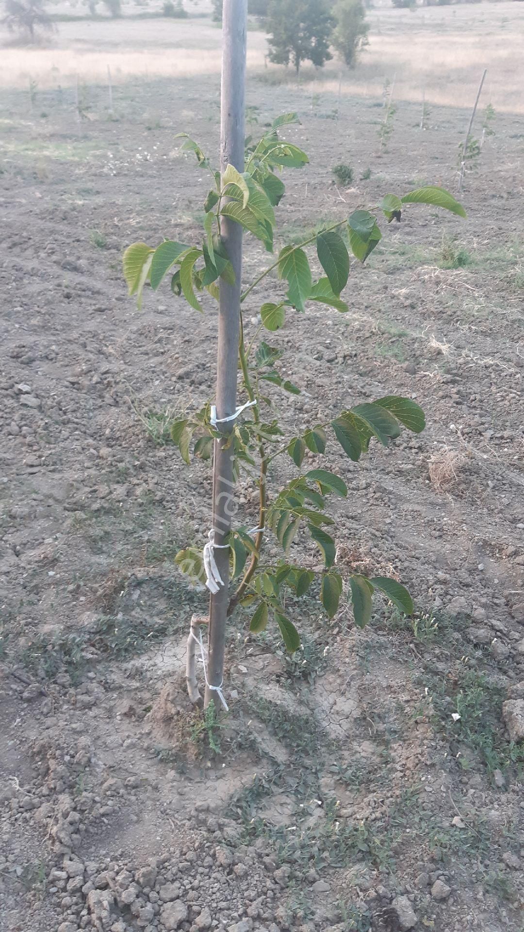 Gölpazarı Dokuz Köyü Satılık Tarla Sahibinden Satılık 2.750m2 Ceviz Bahçesi