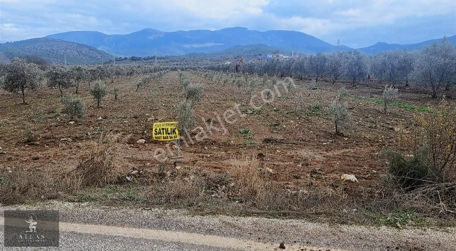 Akhisar Musaca Satılık Tarla Eski İstanbul Yoluna Sıfır Satılık Zeytinli Tarla