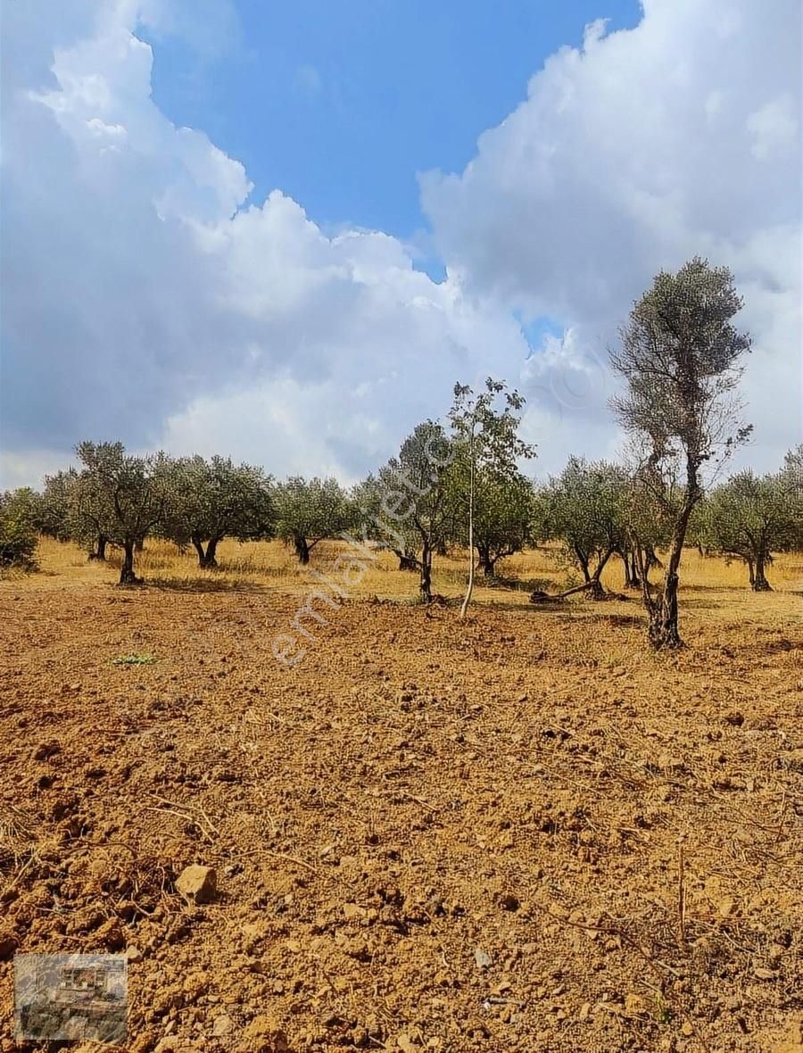 Osmangazi Gündoğdu Satılık Tarla Gündoğdu Da İmara Yakın Hobi Bahçesi