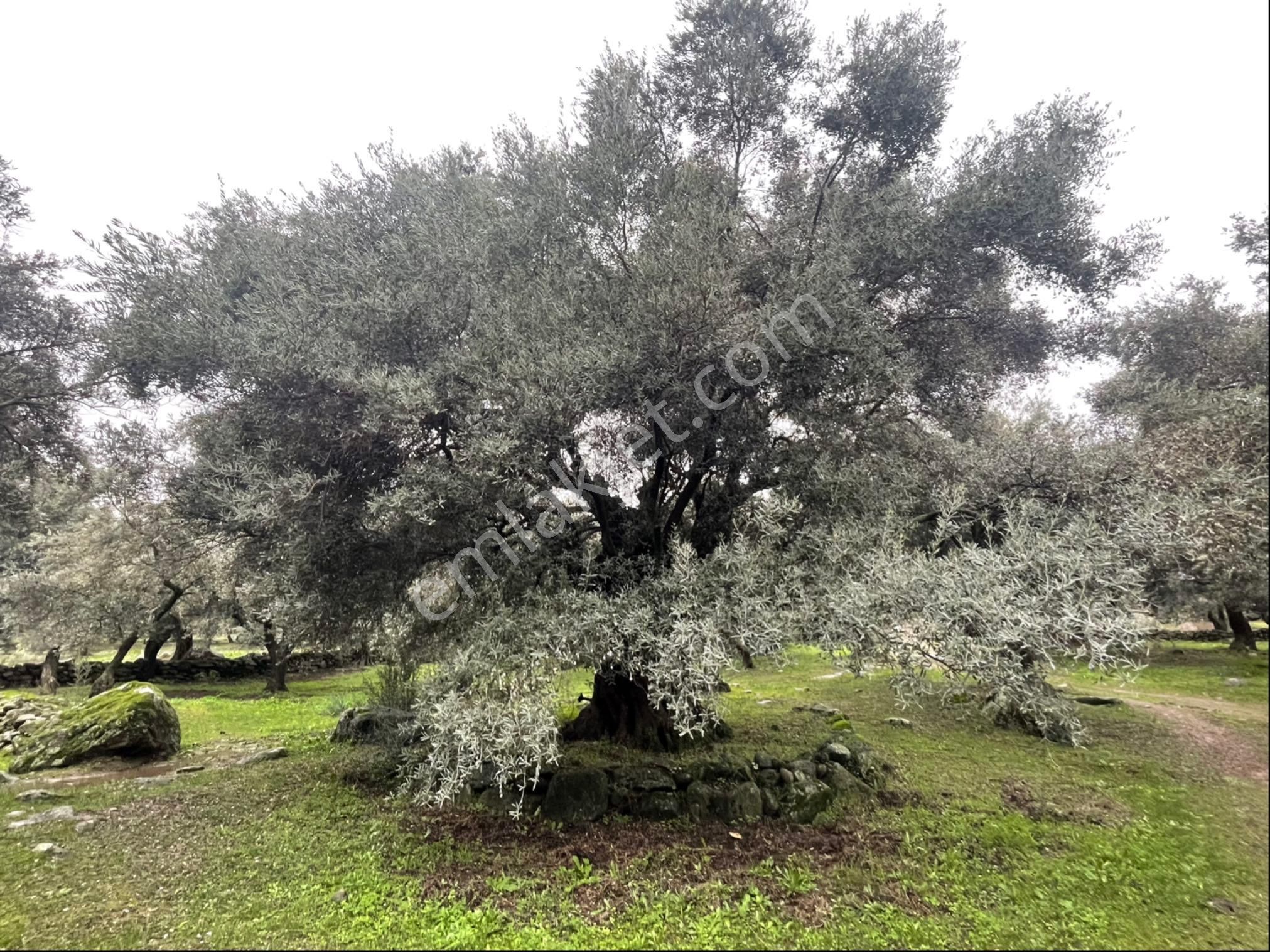 Karacasu Yenice Satılık Zeytinlik Aydın Karacasu Yenice’de Satılık Bakımlı Ve Verimli Zeytinlik