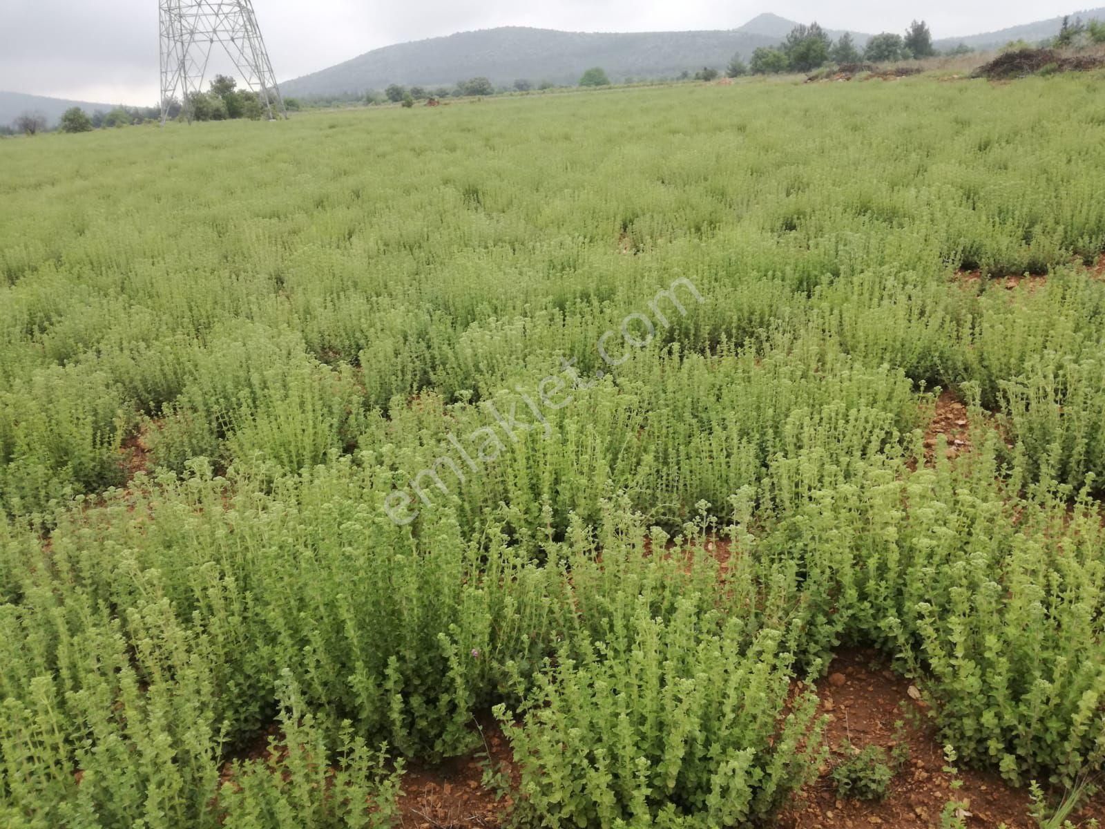 Çal Şapcılar Satılık Arazi Çal'da Ovada Düz Bakımlı Arazi