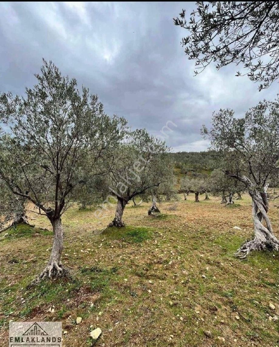 Köy Yerleşim Alanına Çok Yakın Satılık Zeytinlik - Görsel 4